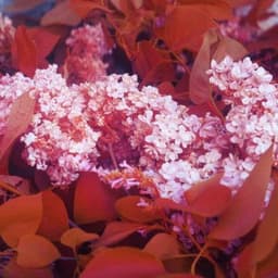 le lilas - oda.