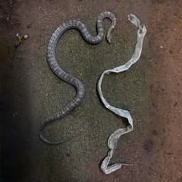 The Untermensch (Scene two) - Gargantuan Grief